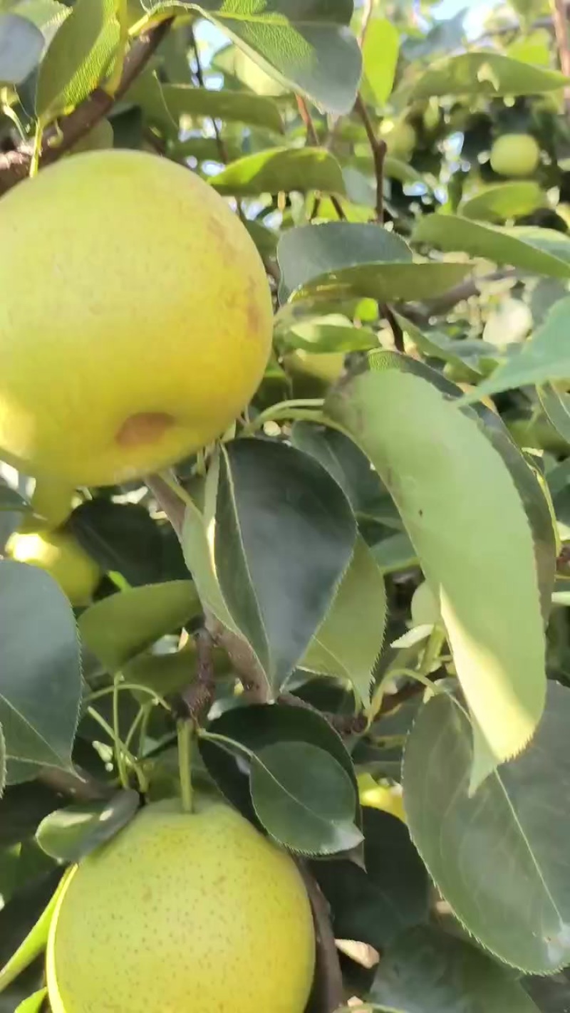 皇冠梨