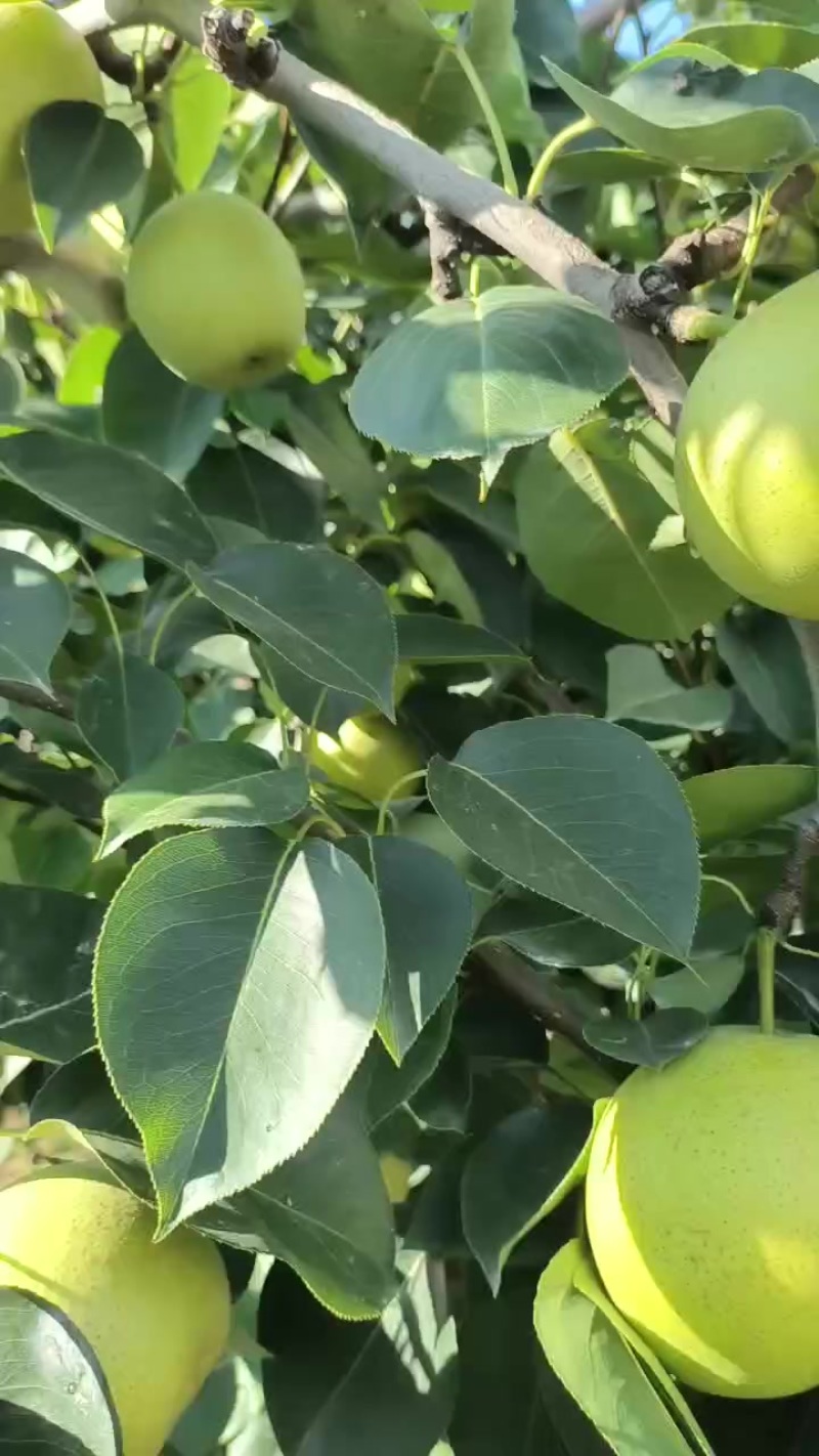 皇冠梨