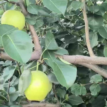 皇冠梨