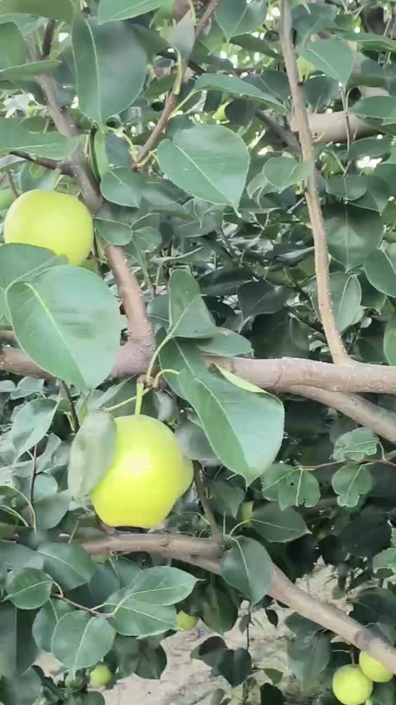 皇冠梨