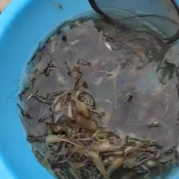 保定水库野生水库虾