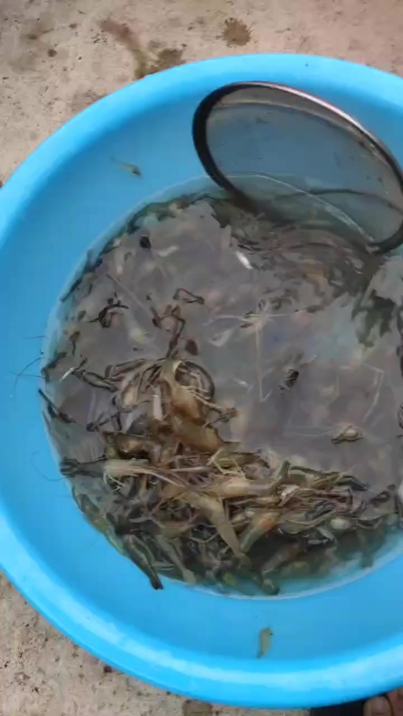 保定水库野生水库虾