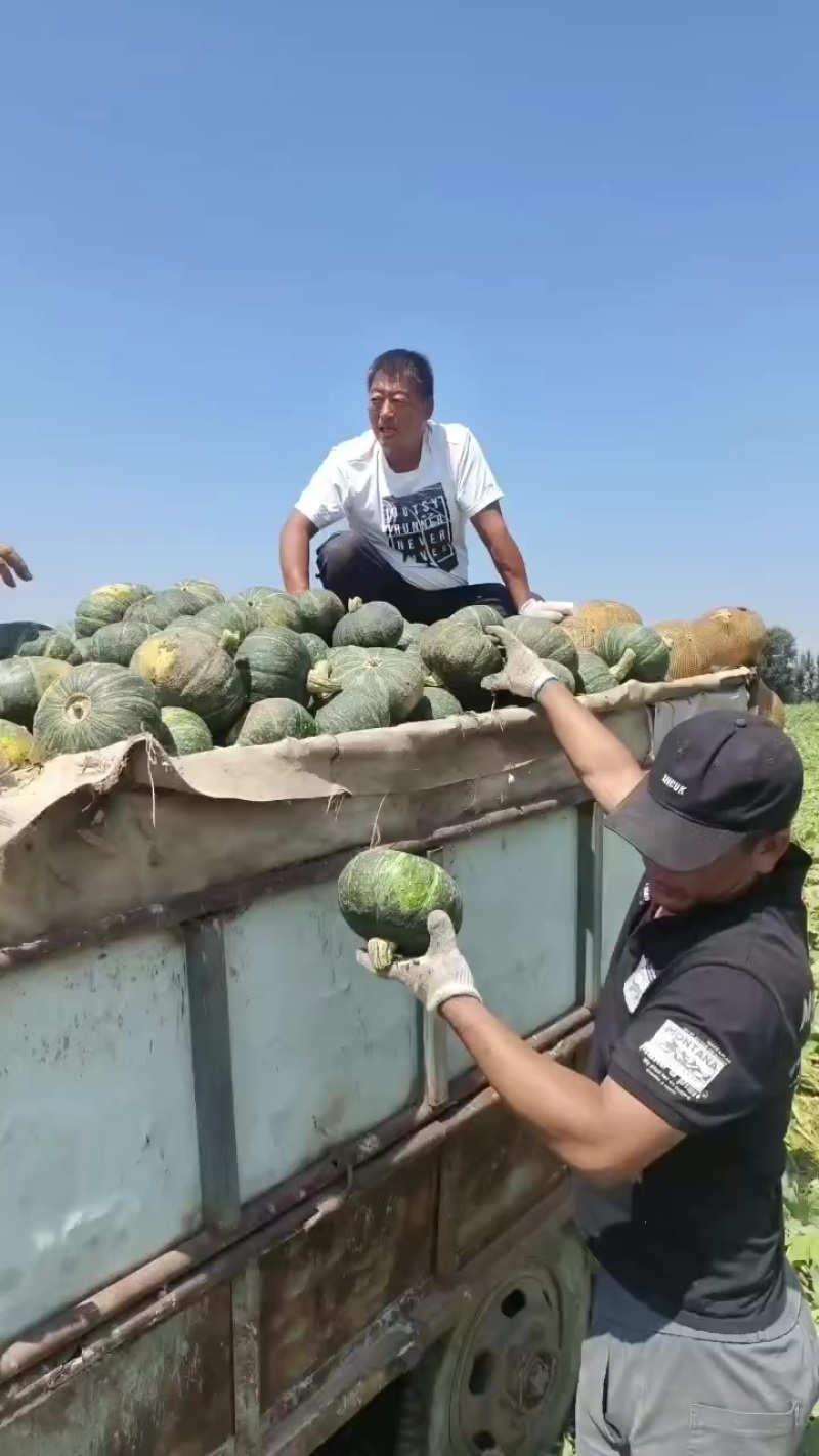 内蒙古板栗南瓜