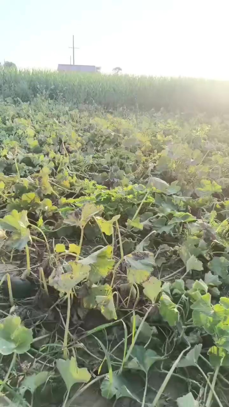 内蒙古板栗南瓜
