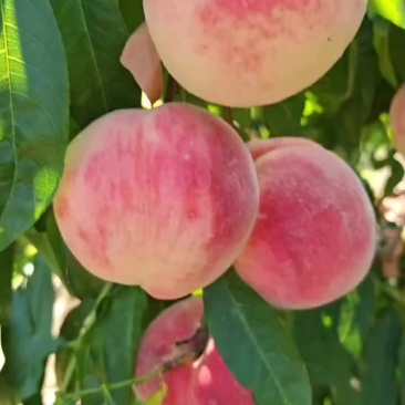 水蜜桃大量上市