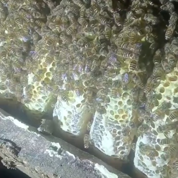 土蜂蜜