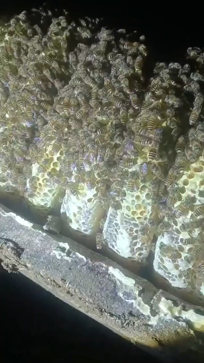 土蜂蜜