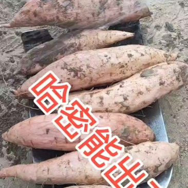 大面积红薯种植！主要品种！哈密！西瓜红！龙九