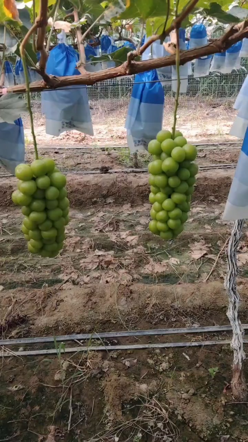 阳光玫瑰葡萄