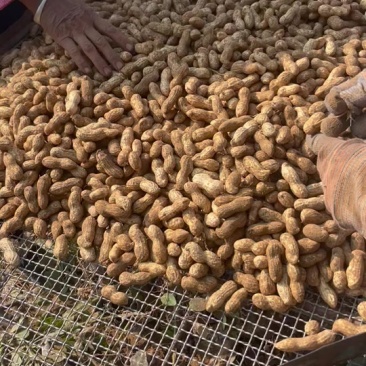 鲜花生优质🥜