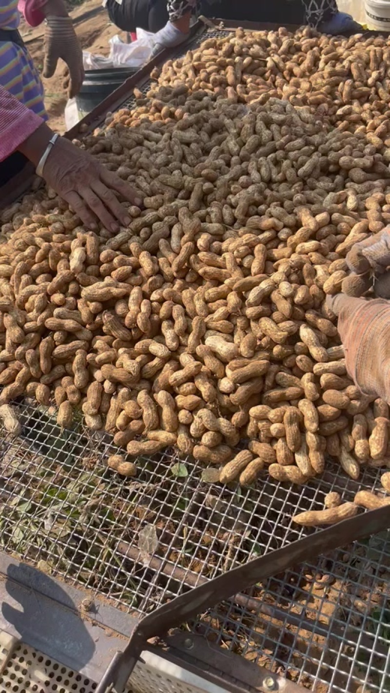 鲜花生优质🥜