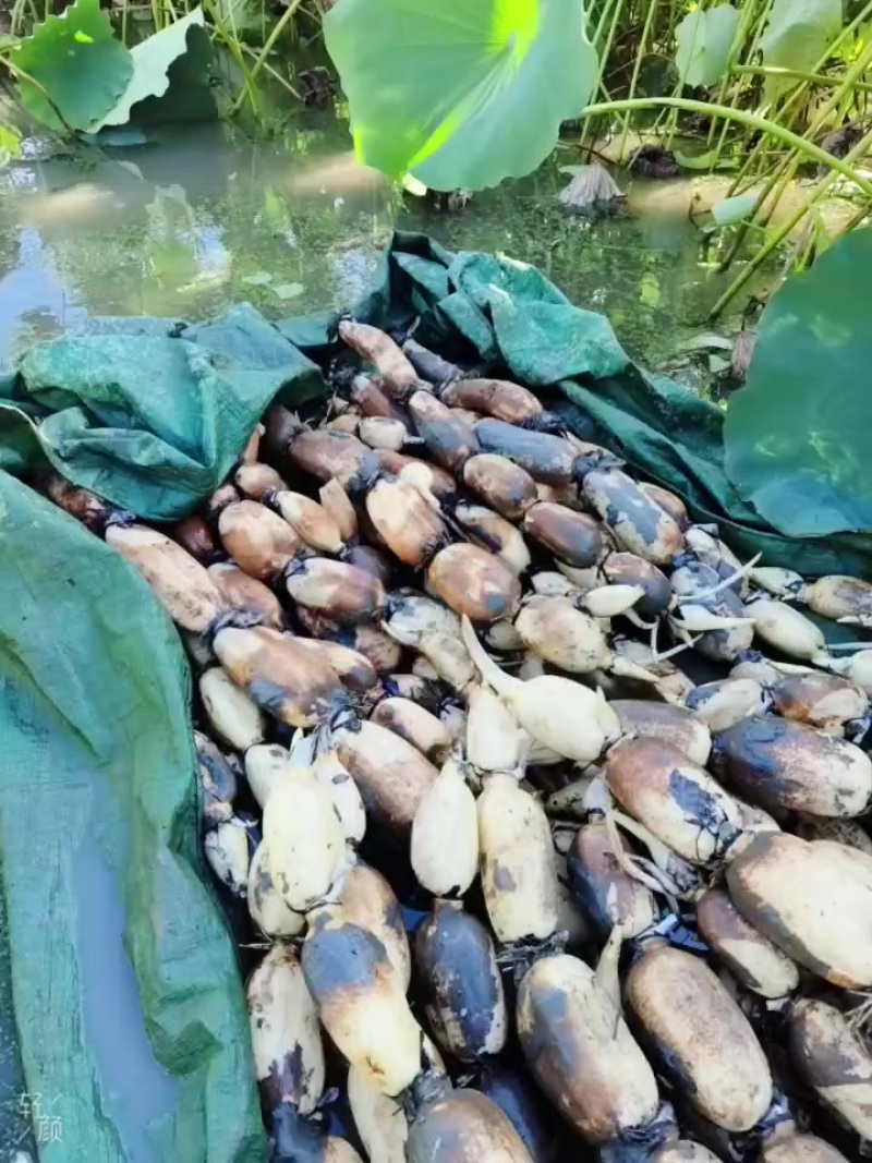 莲藕