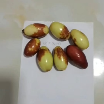 马牙枣通货