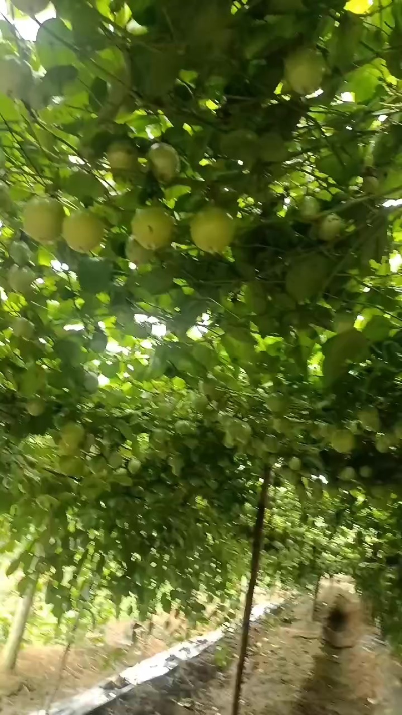黄金百香果亲密9号