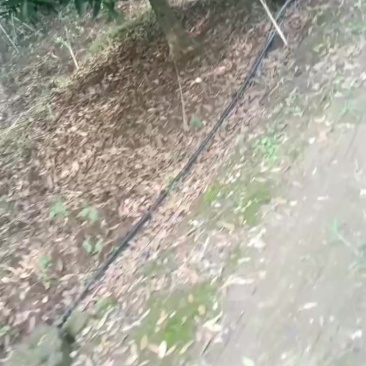 我有1百棵桂花树处理