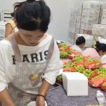 阳光玫瑰