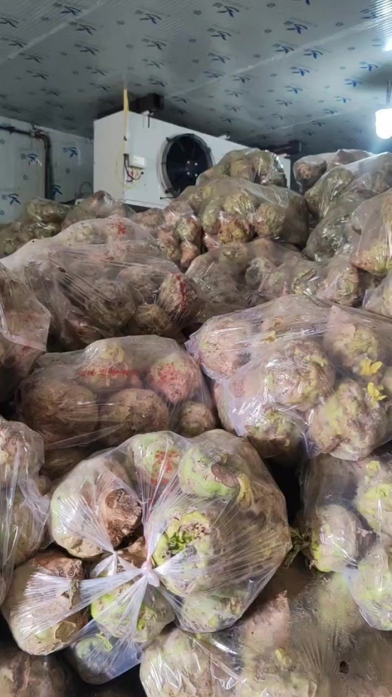 芥菜疙瘩