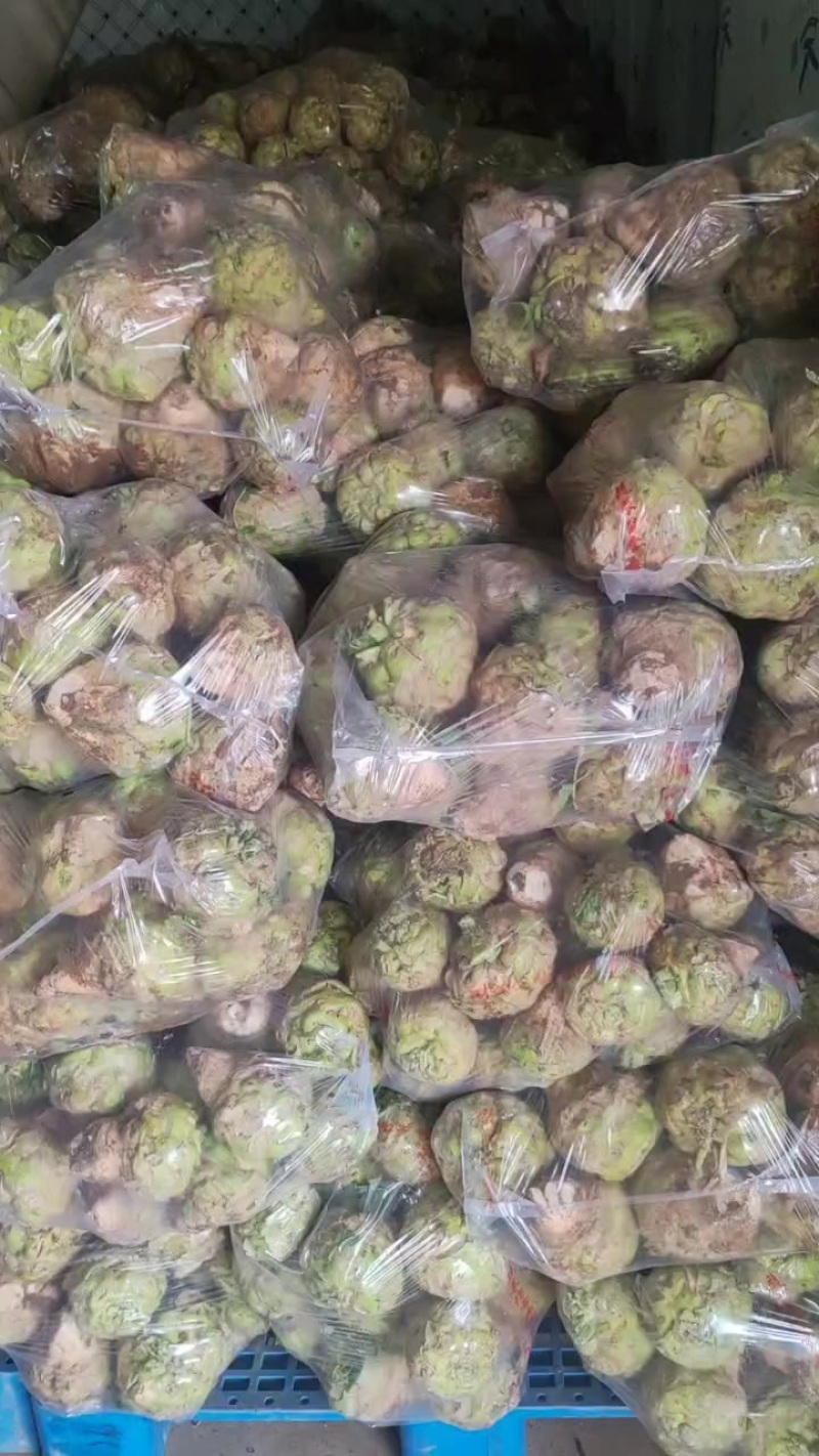 芥菜疙瘩