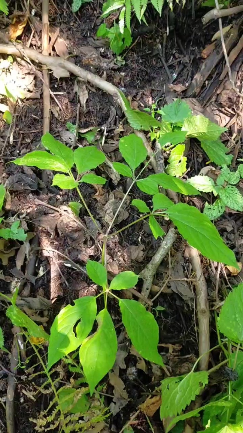 纯野生的两棵小棒槌