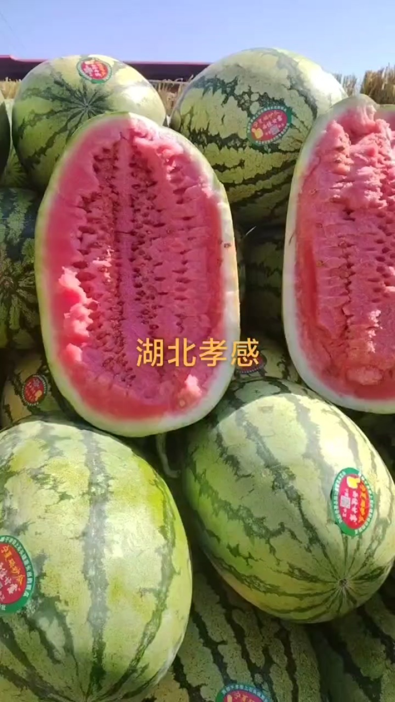 宁夏硒砂瓜