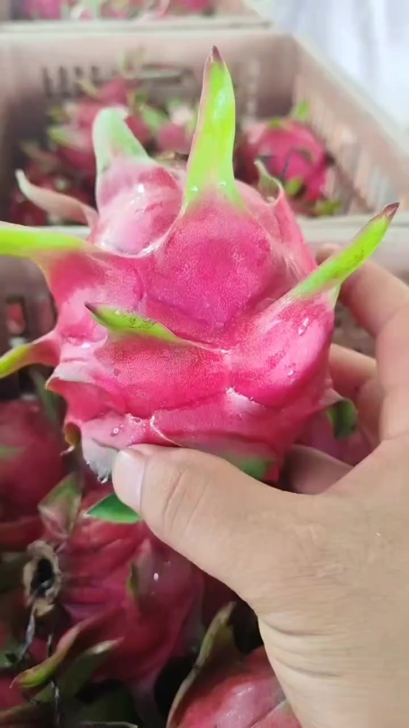 火龙果