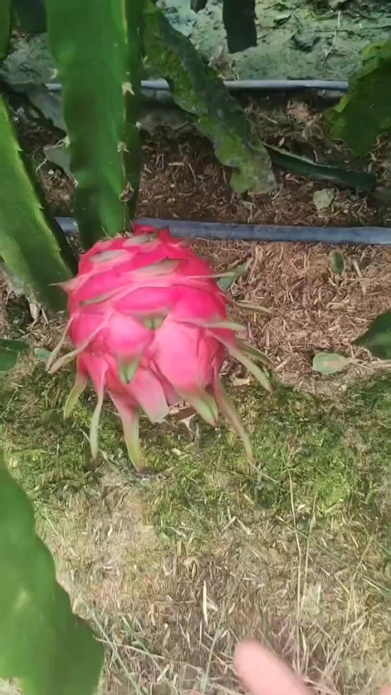 火龙果