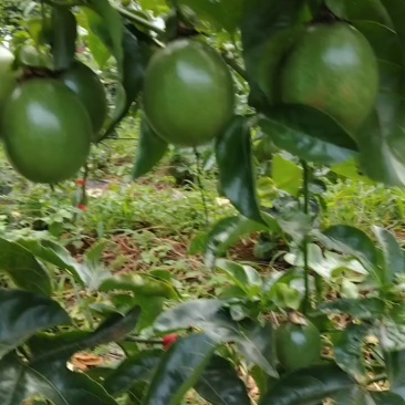 百香果台农一号