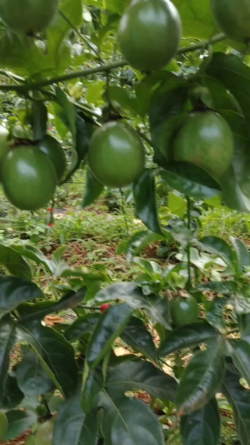 百香果台农一号