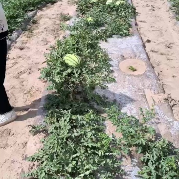 宁夏旱地硒砂瓜