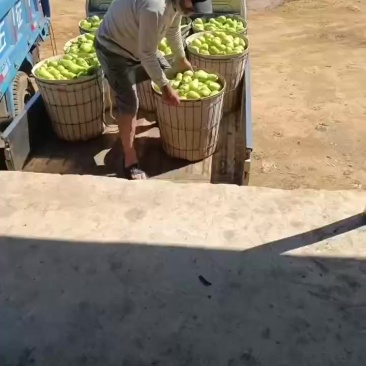 扒梨，三季梨，大头梨，无核梨，大量有货，有需要的跟我联系