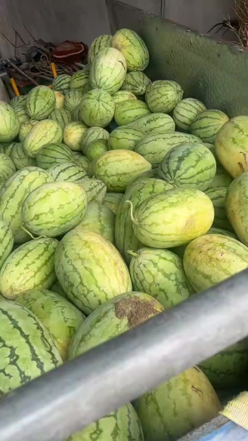 西瓜
