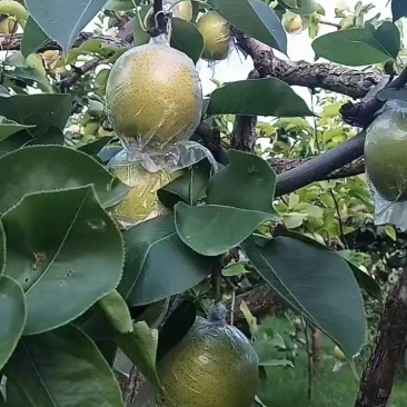 南皮黄冠梨七两以上的
