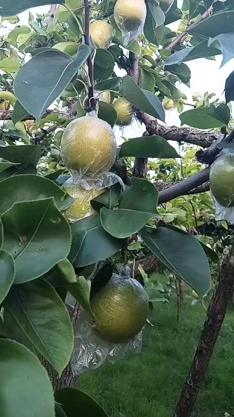 南皮黄冠梨七两以上的