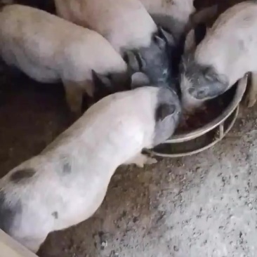 八马香猪