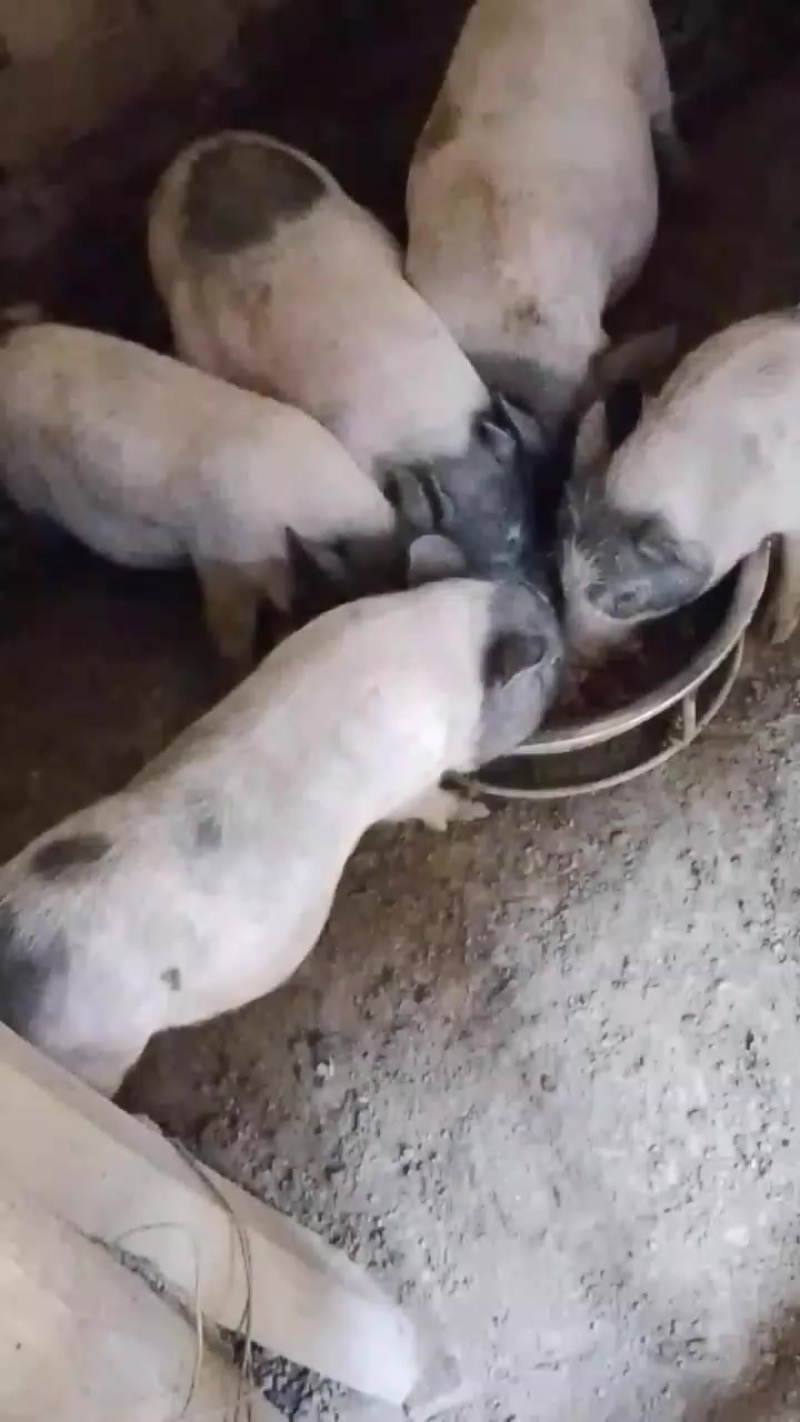 八马香猪