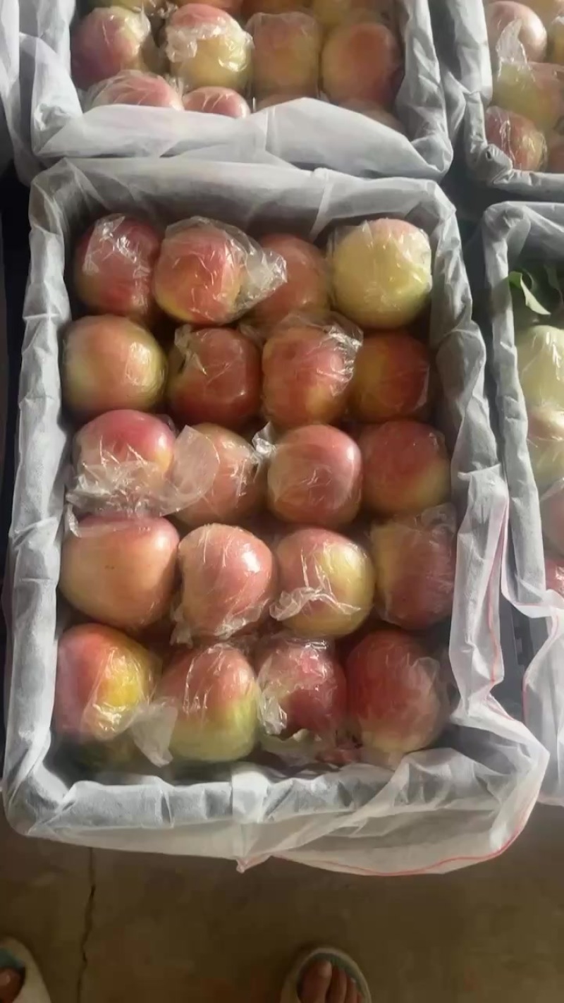 河北产地美八苹果大量上市