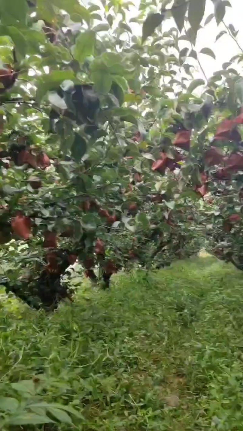 陕西汉中丰水梨