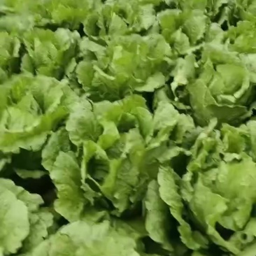 黄心大颗白菜