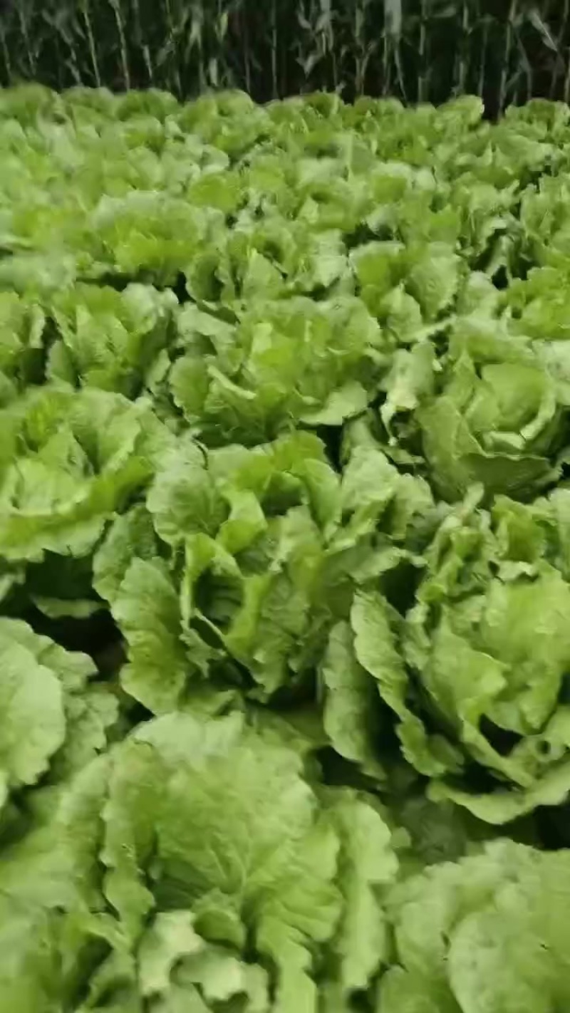 黄心大颗白菜