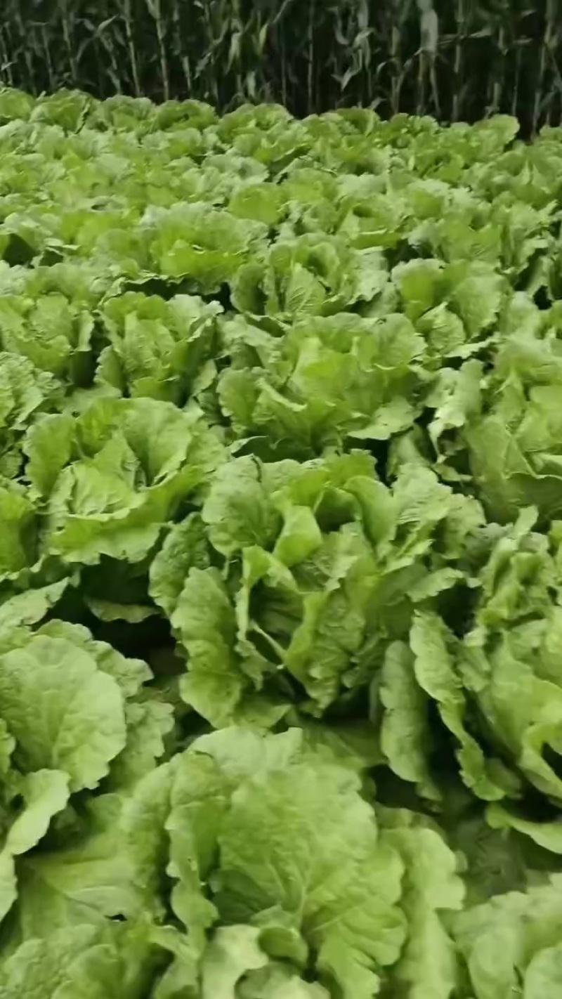黄心大颗白菜