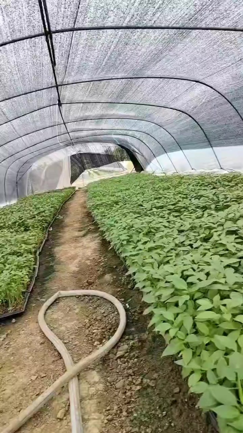二荆条辣椒苗
