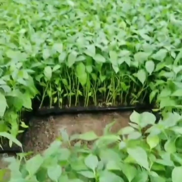二荆条辣椒苗