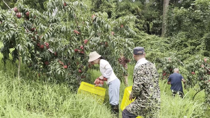 锦绣黄桃高海拔1千米