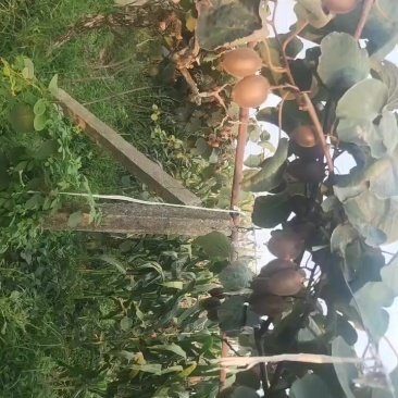 陕西周至猕猴桃