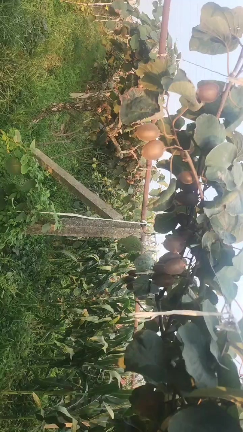 陕西周至猕猴桃