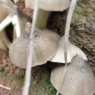 鸡枞菌