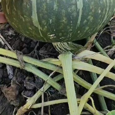 板栗南瓜