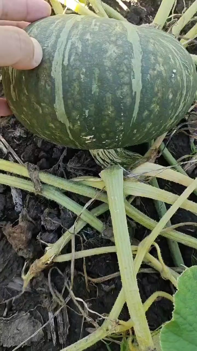 板栗南瓜