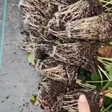 穴盘苗