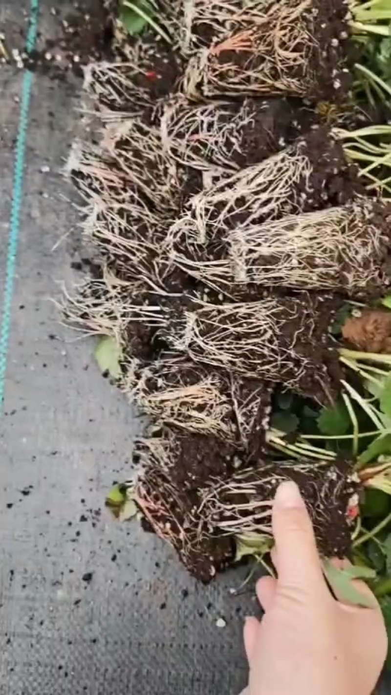 穴盘苗